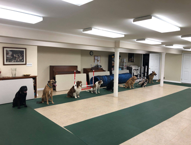 Dogs lined up in an beyond basics training class