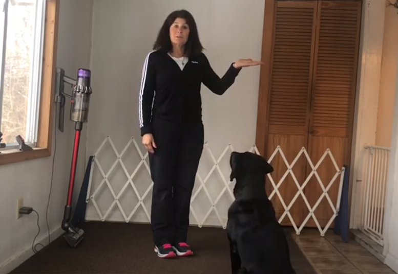Screenshot of dog signals video