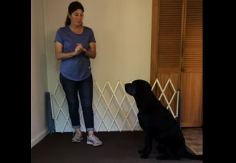 Screenshot of dog sit video