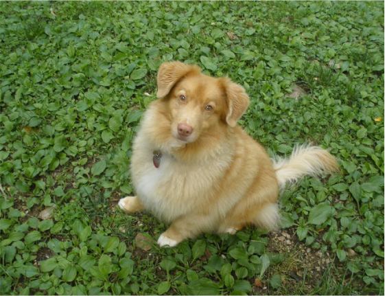 Fluffy yellow dog sitting on grass