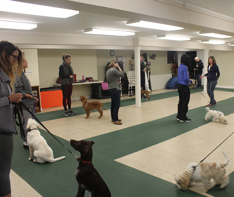 Obedience store training classes