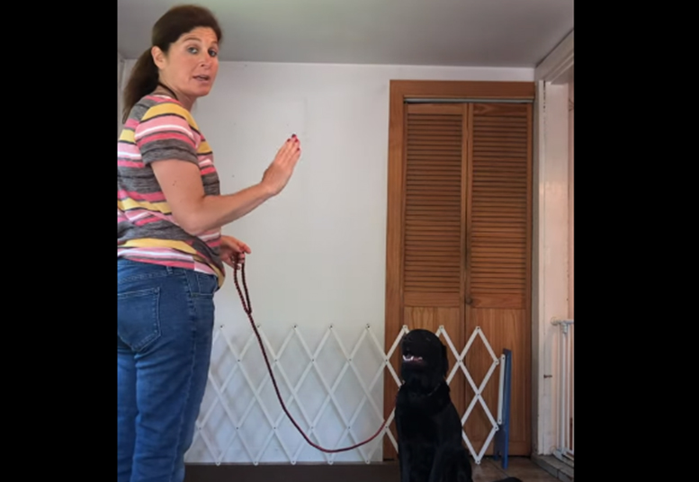 Screenshot of dog stay video